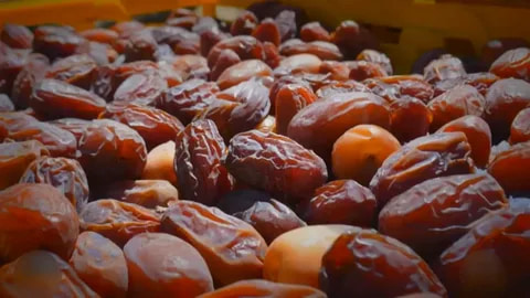 خرما زاهدی شیراز محصولی خوش طعم با کیفیت مناسب